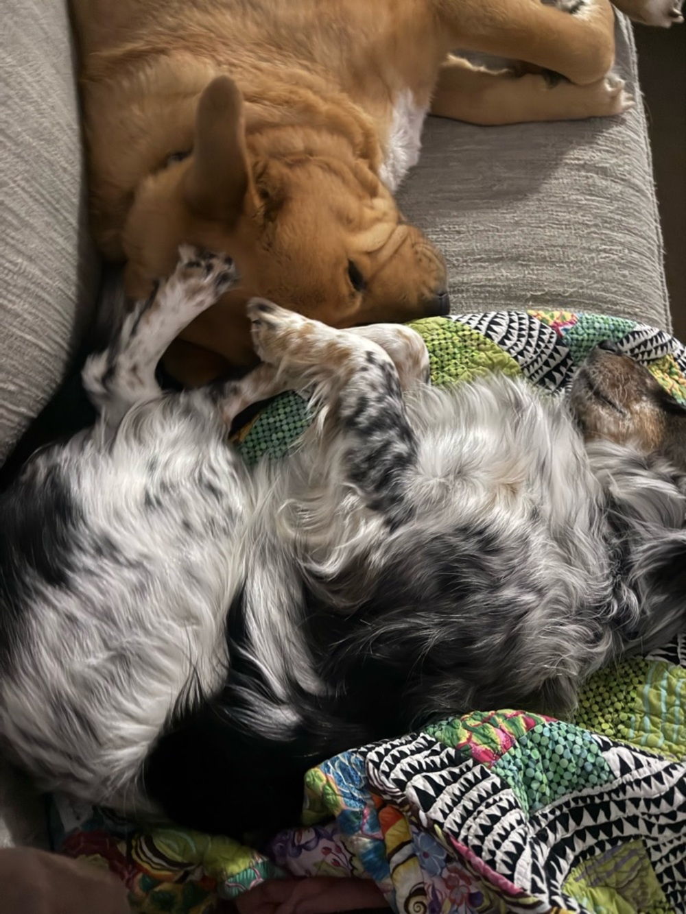Free Dog Hairs - Picture 1 of 5